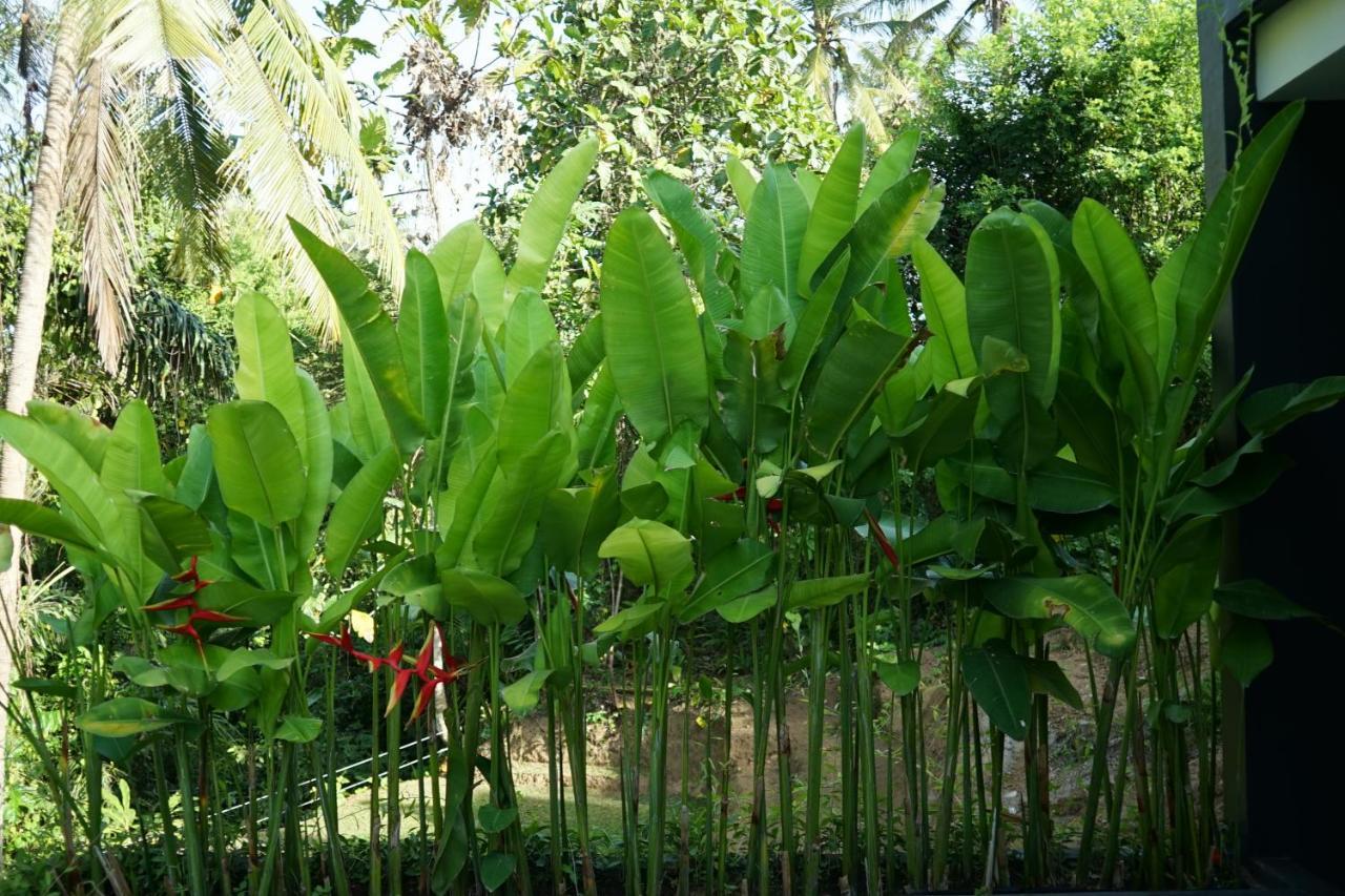 فندق Six Cubes Ubud المظهر الخارجي الصورة